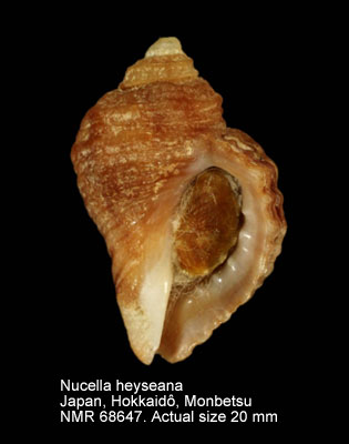 Nucella heyseana.jpg - Nucella heyseana(Dunker,1882)